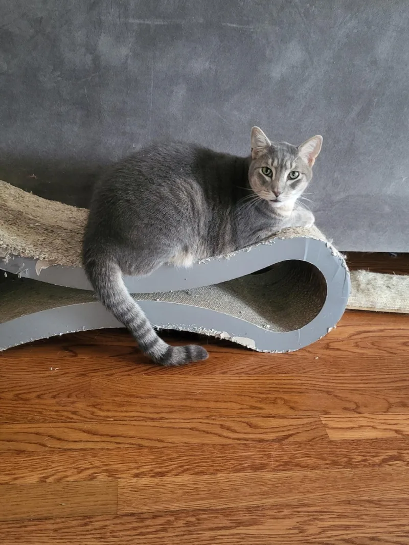 A young small-sized male Domestic Short Hair cat named Charlie for adoption in San Jose, CA