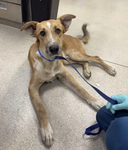 A young large-sized male German Shepherd Dog dog named Marcus for adoption in Riverside, CA