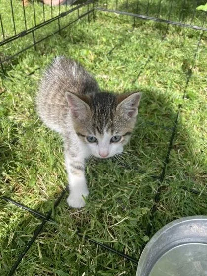 A baby medium-sized male Domestic Short Hair cat named Loki for adoption in Hobart, IN