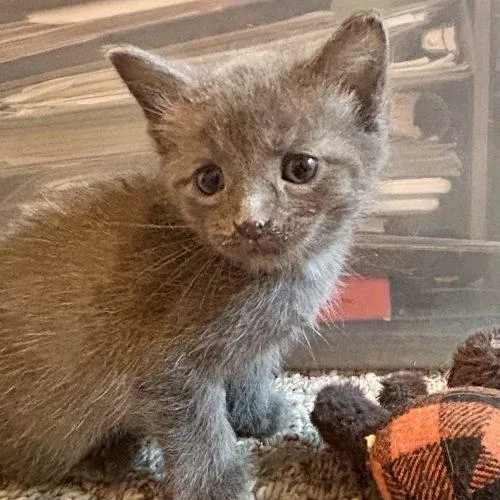 A baby small-sized male Gray / Blue / Silver Domestic Short Hair cat named Bouse for adoption in Fishers, IN