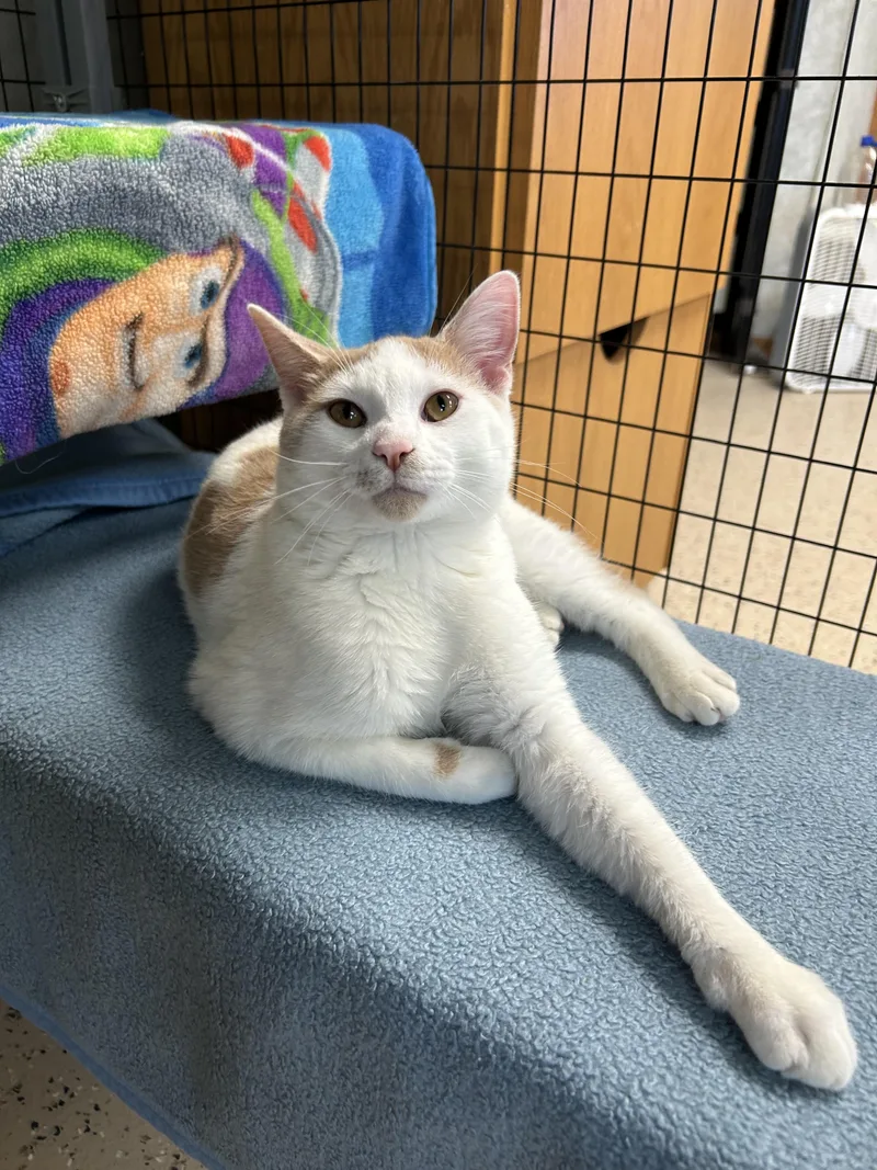 A young medium-sized male Domestic Short Hair cat named Puddle for adoption in St. Clair, MI