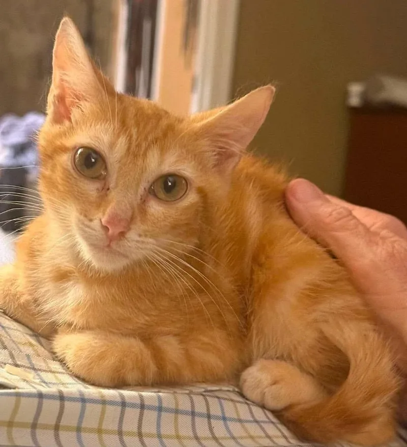 A baby medium-sized male Domestic Short Hair cat named Carrot for adoption in Hoover , AL