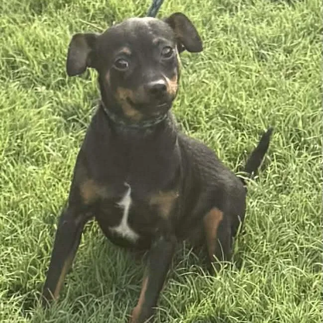 A young small-sized male Bicolor Chihuahua dog named Muffin for adoption in Williston, VT