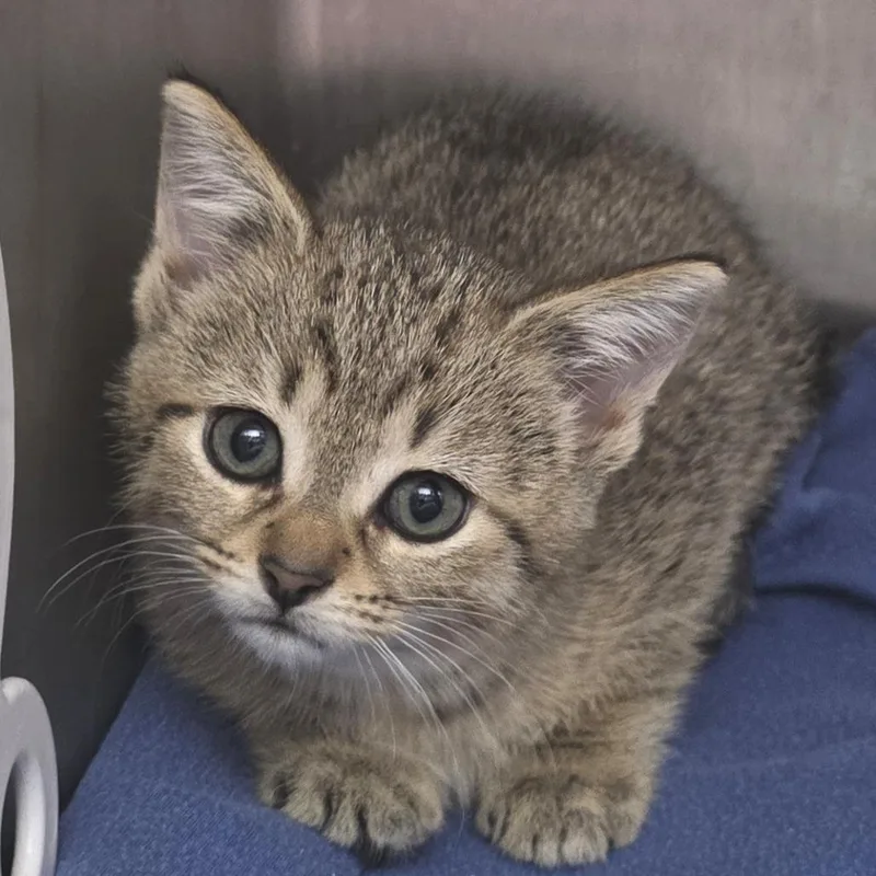 A baby small-sized female Brown / Chocolate Domestic Short Hair cat named Ribeye for adoption in Fort Wayne, IN