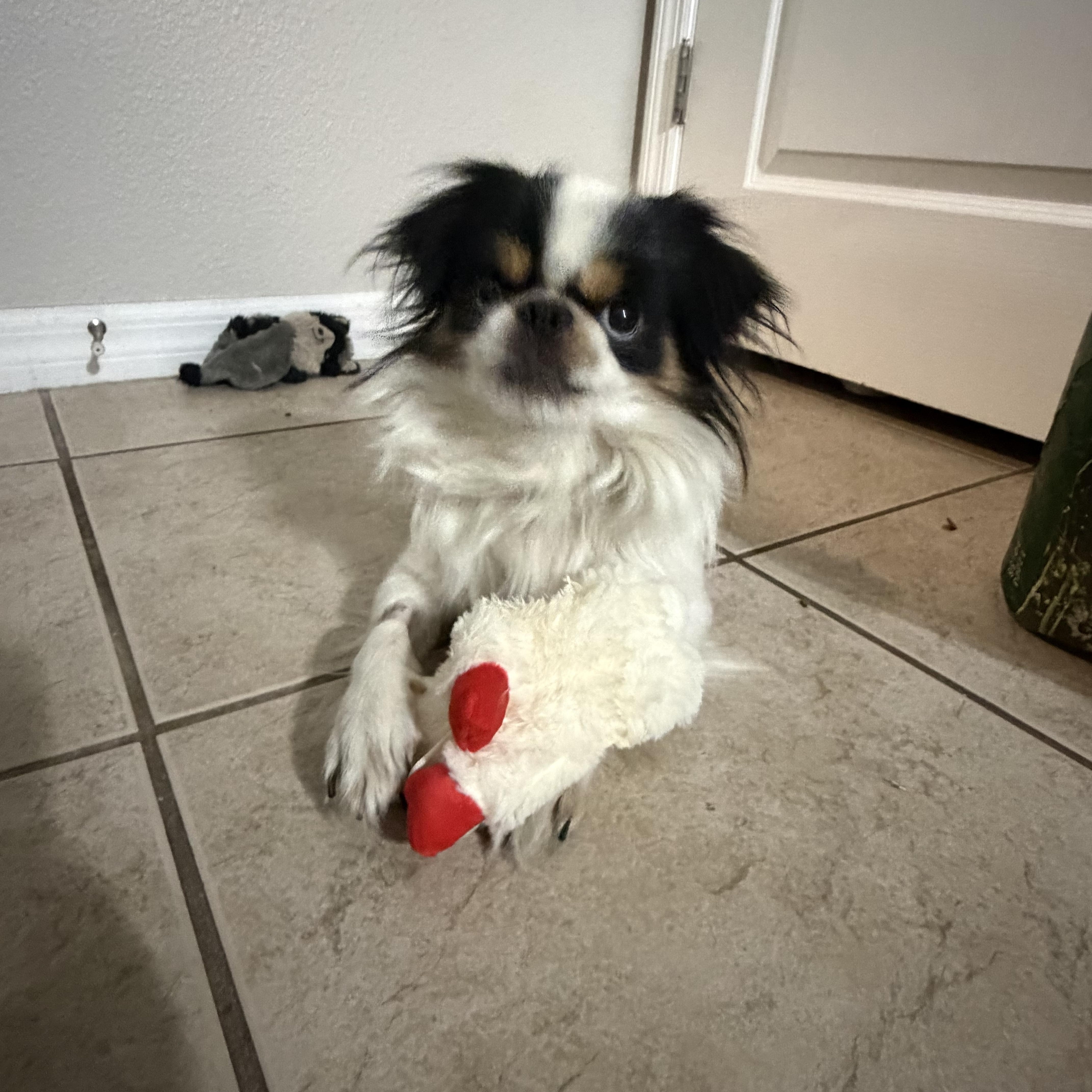 A young small-sized male Tricolor (Brown, Black, & White) Japanese Chin dog named Benji for adoption in Tampa, FL