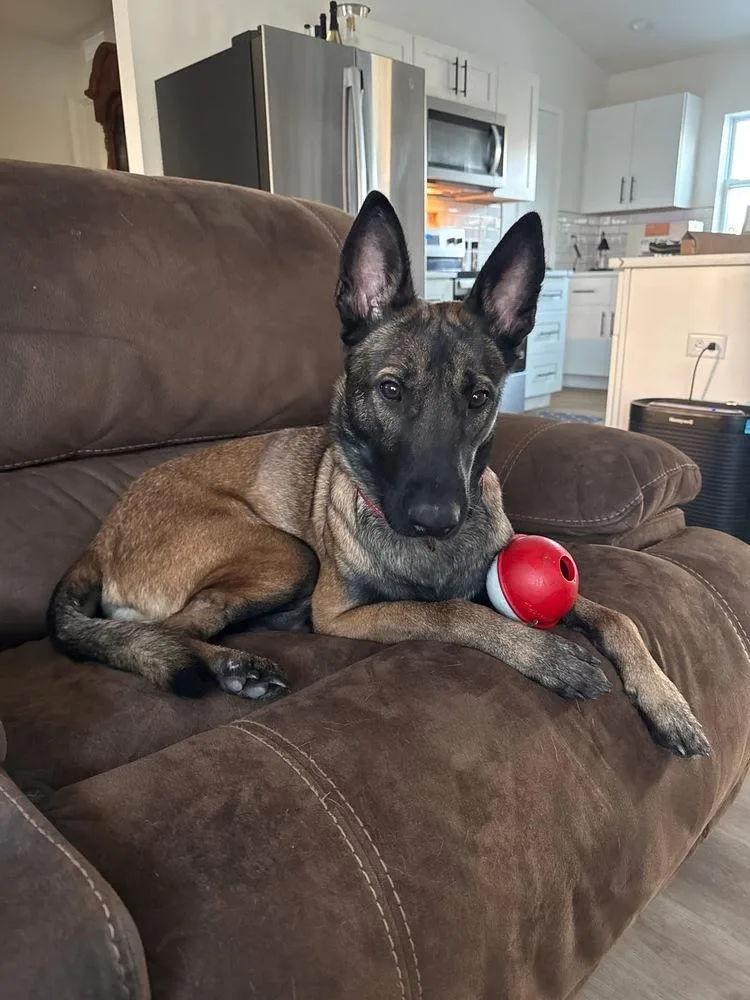 A young large-sized male Tricolor (Brown, Black, & White) Belgian Shepherd / Malinois dog named Axel for adoption in Imlay City, MI