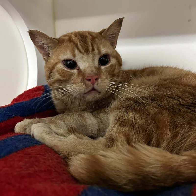 An adult medium-sized male Orange / Red Domestic Short Hair cat named Lucky Lou for adoption in Philadelphia, PA