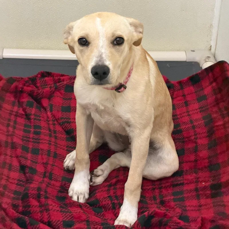 A young small-sized female White / Cream Labrador Retriever dog named Jayden  Costa Mesa for adoption in Chino Hills, CA