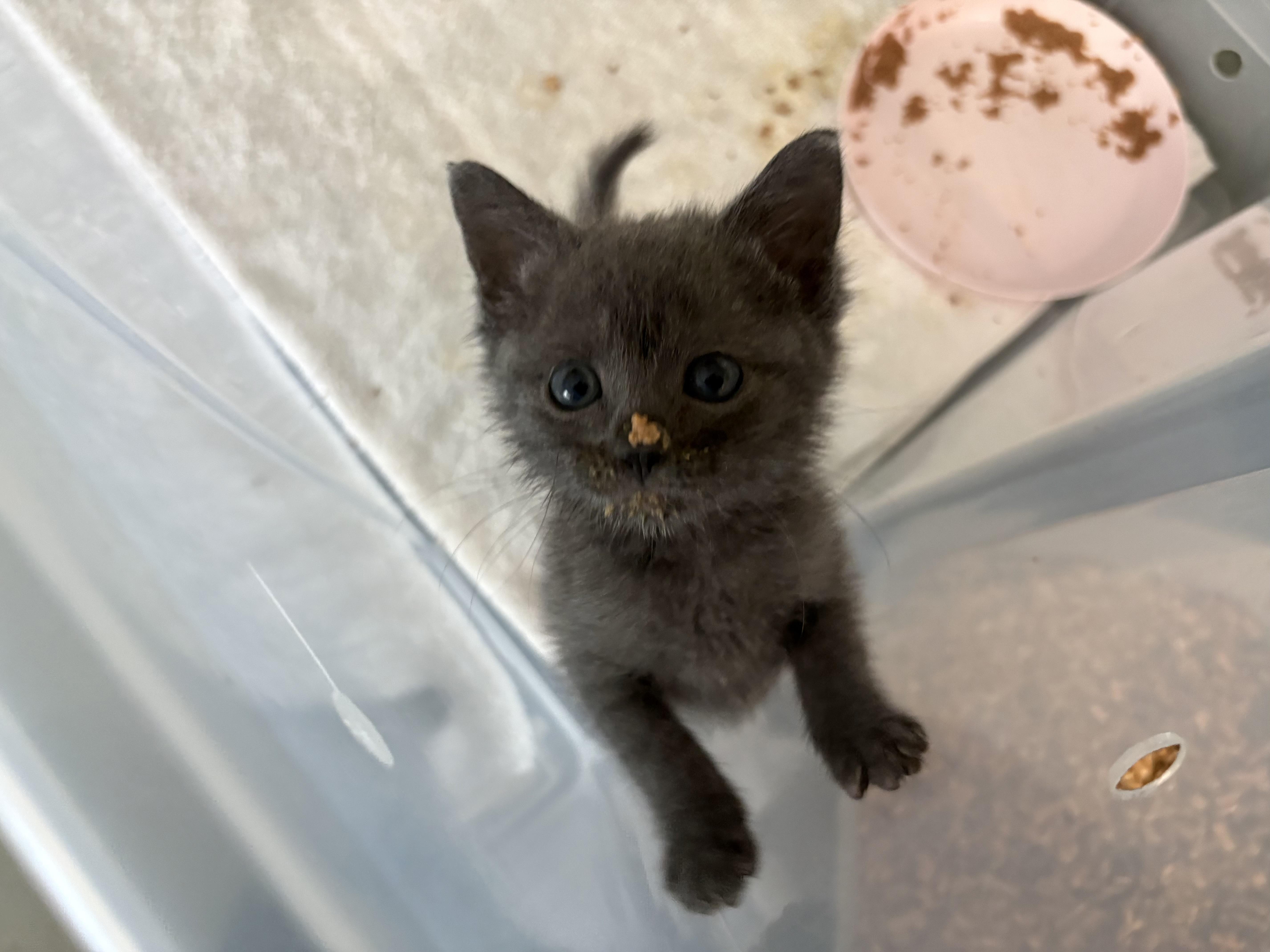 A baby medium-sized female Gray / Blue / Silver Domestic Short Hair cat named Grace for adoption in Fort Worth, TX