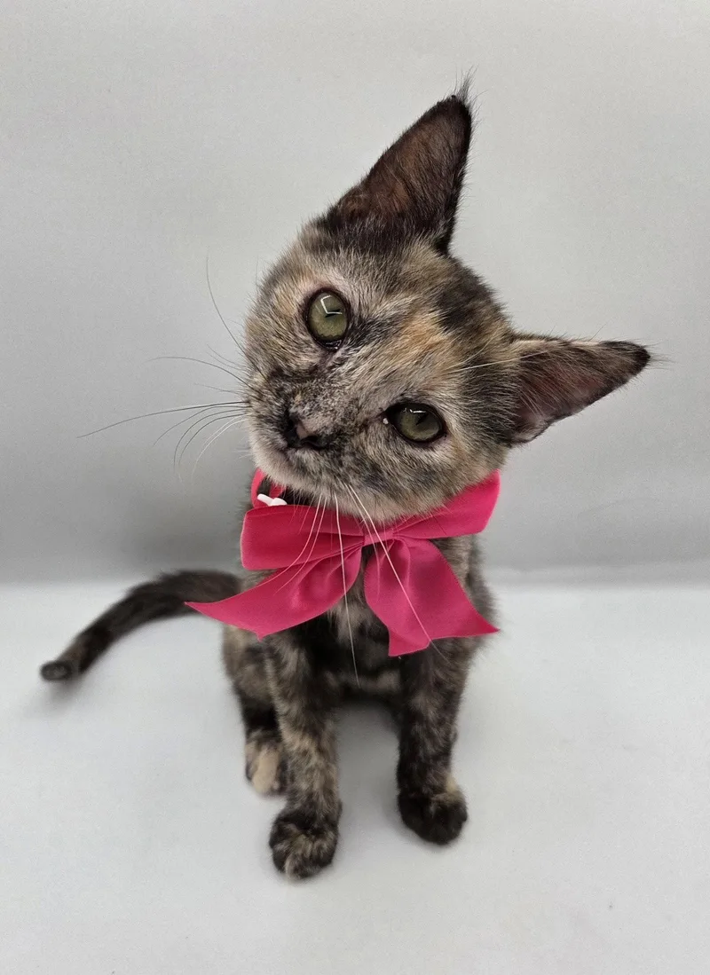 A baby medium-sized female Domestic Short Hair cat named Pearl for adoption in Magnolia Springs, AL