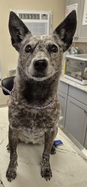 A senior medium-sized female Australian Cattle Dog / Blue Heeler dog named Rummy for adoption in Lodi, CA