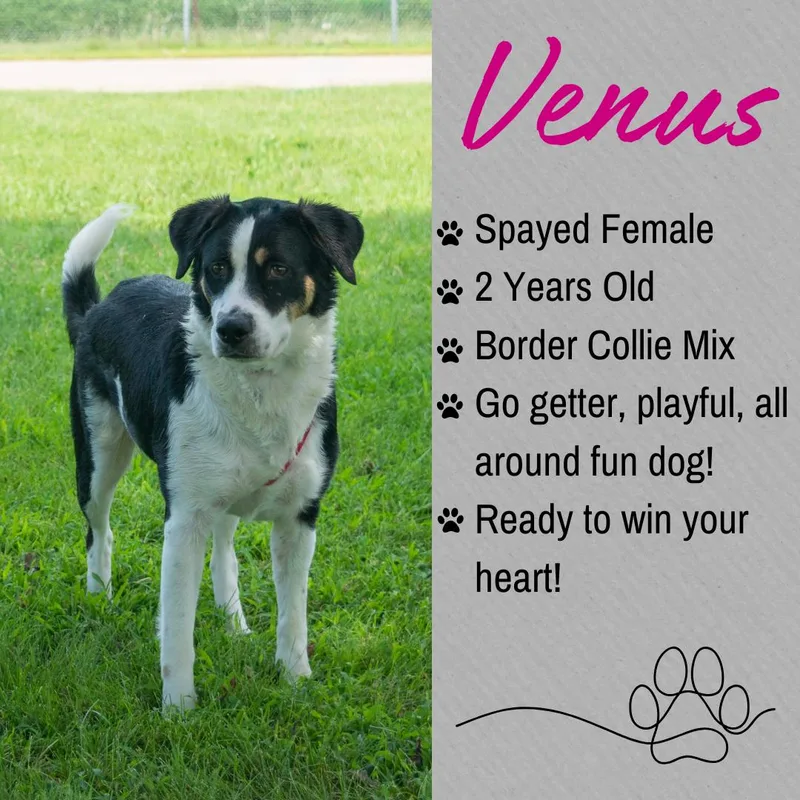 Venus