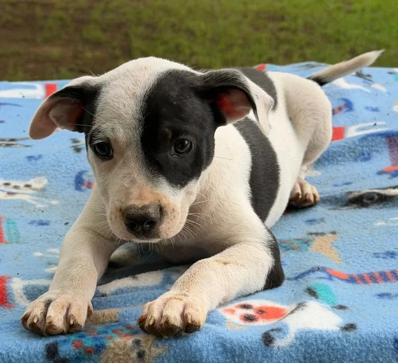 A baby medium-sized female Tricolor (Brown, Black, & White) Mixed Breed dog named Little Ann for adoption in Groveland, MA