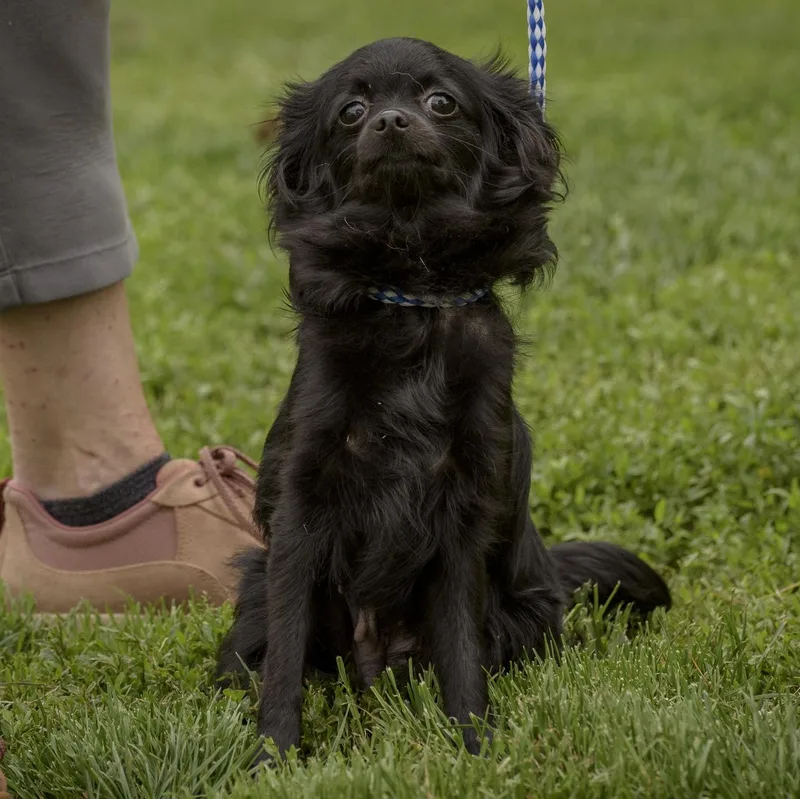 A young small-sized female Black Chihuahua dog named Cecilia for adoption in Lambertville, NJ
