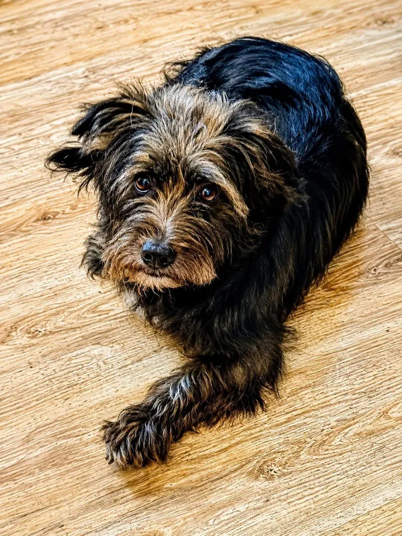 An adult small-sized male Black Cairn Terrier dog named One Eyed Jack The for adoption in Yukon, OK
