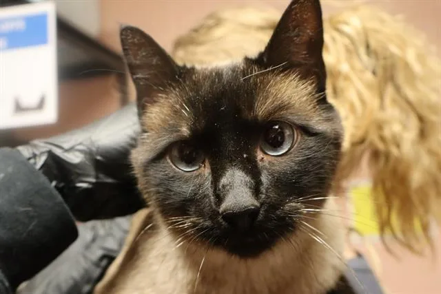 An adult medium-sized male Domestic Short Hair cat named Mimi for adoption in Columbia, SC