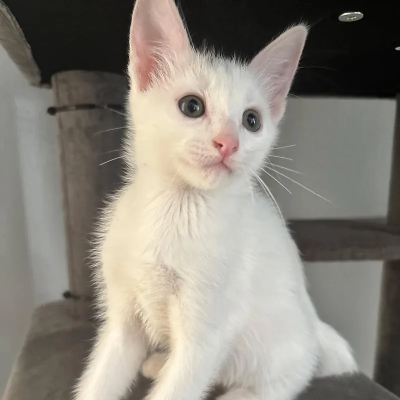 A baby medium-sized male Domestic Short Hair cat named Frederick for adoption in Alvin, TX