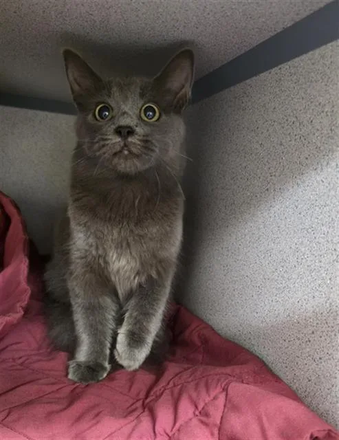 A young small-sized female Domestic Long Hair cat named Miss Celery for adoption in Aliquippa, PA