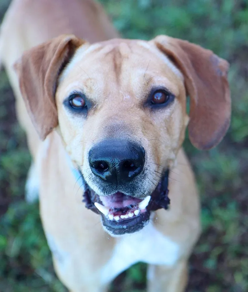 A young large-sized male Yellow / Tan / Blond / Fawn Labrador Retriever dog named Charlie for adoption in Kansas City, KS