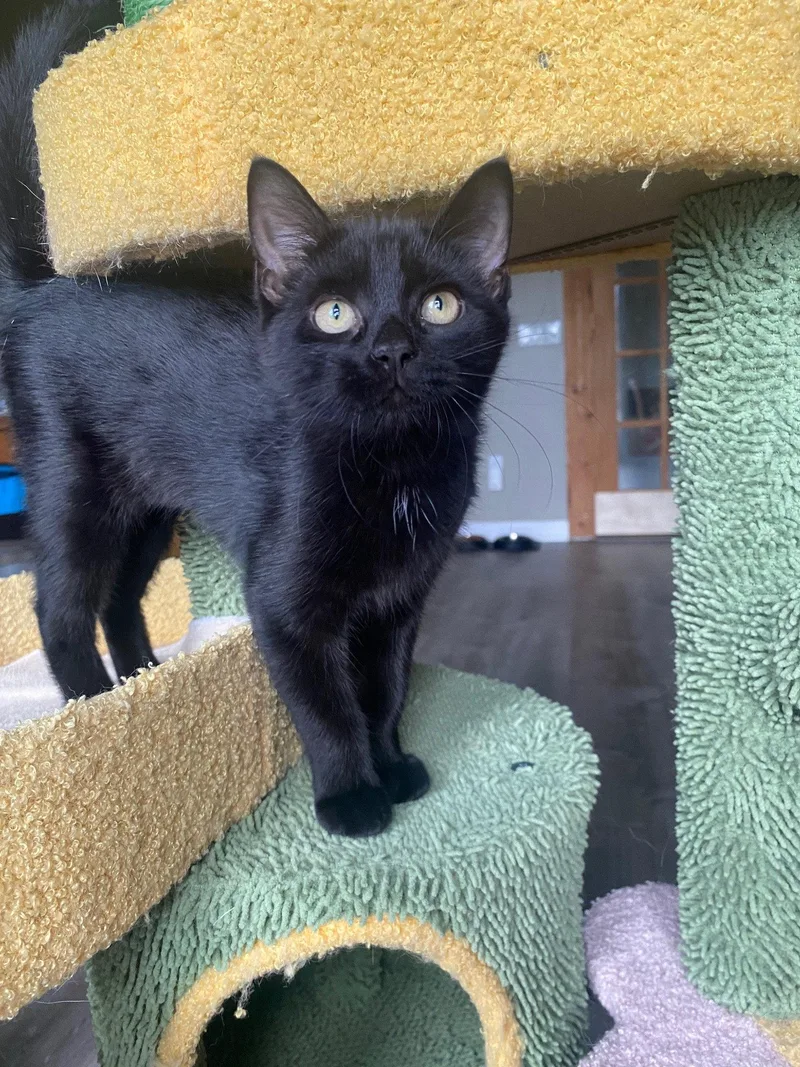 A baby medium-sized female Domestic Short Hair cat named Rosa for adoption in Rochester, NY