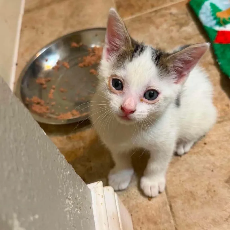 A baby small-sized male White Turkish Van cat named Toodle for adoption in Wichita, KS