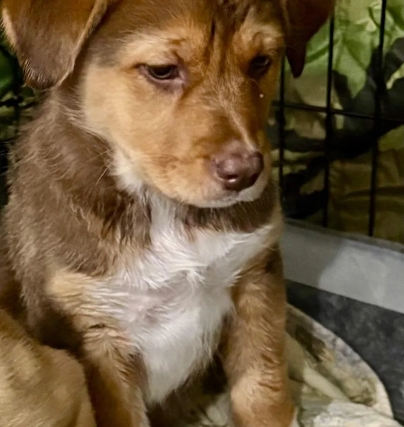 A young medium-sized female Bicolor Husky dog named Ipswitch for adoption in Raleigh, NC