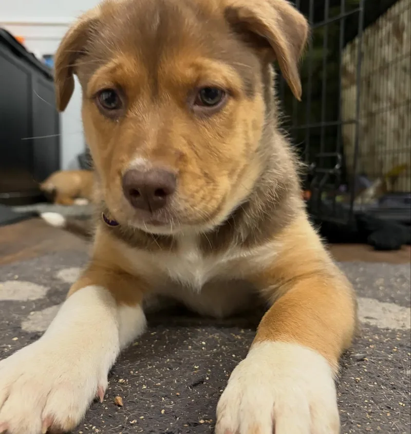 Ipswitch thumbnail 3