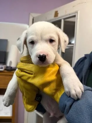 A baby small-sized male Mixed Breed dog named Noah for adoption in West Chester, PA