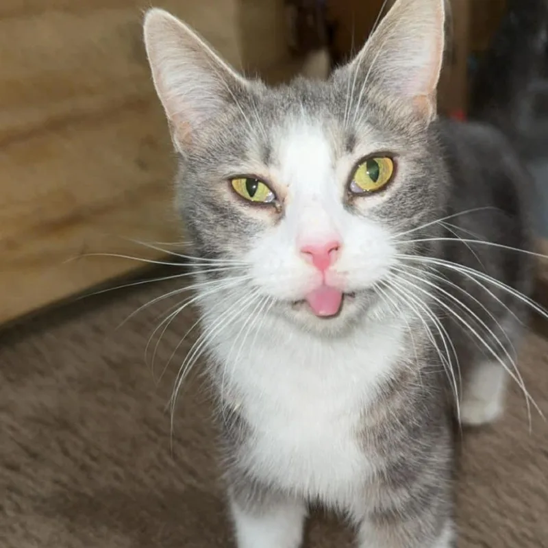 An adult small-sized female Gray / Blue / Silver Domestic Short Hair cat named Cheyenne for adoption in Lima, OH