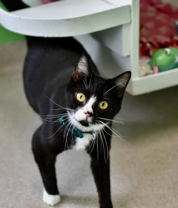 An adult medium-sized male Black & White / Tuxedo Domestic Short Hair cat named Sebastian for adoption in Marietta, GA