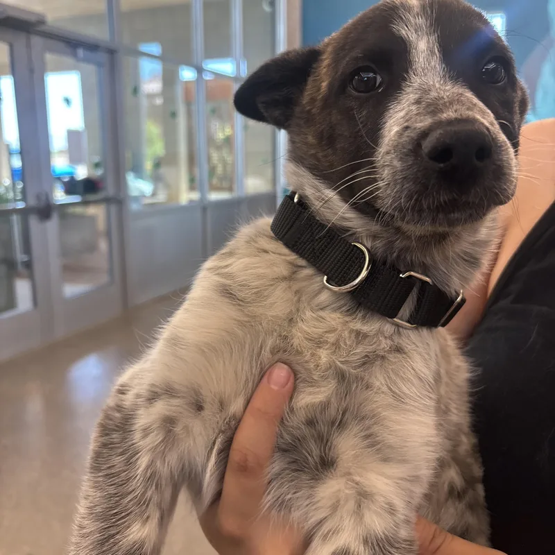 Dolly Pawton thumbnail 2