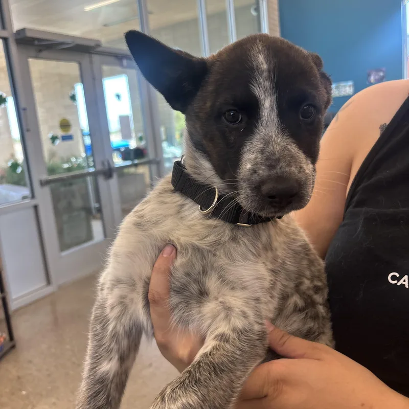 Dolly Pawton thumbnail 3