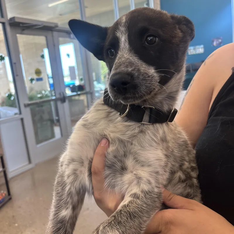 Dolly Pawton thumbnail 4