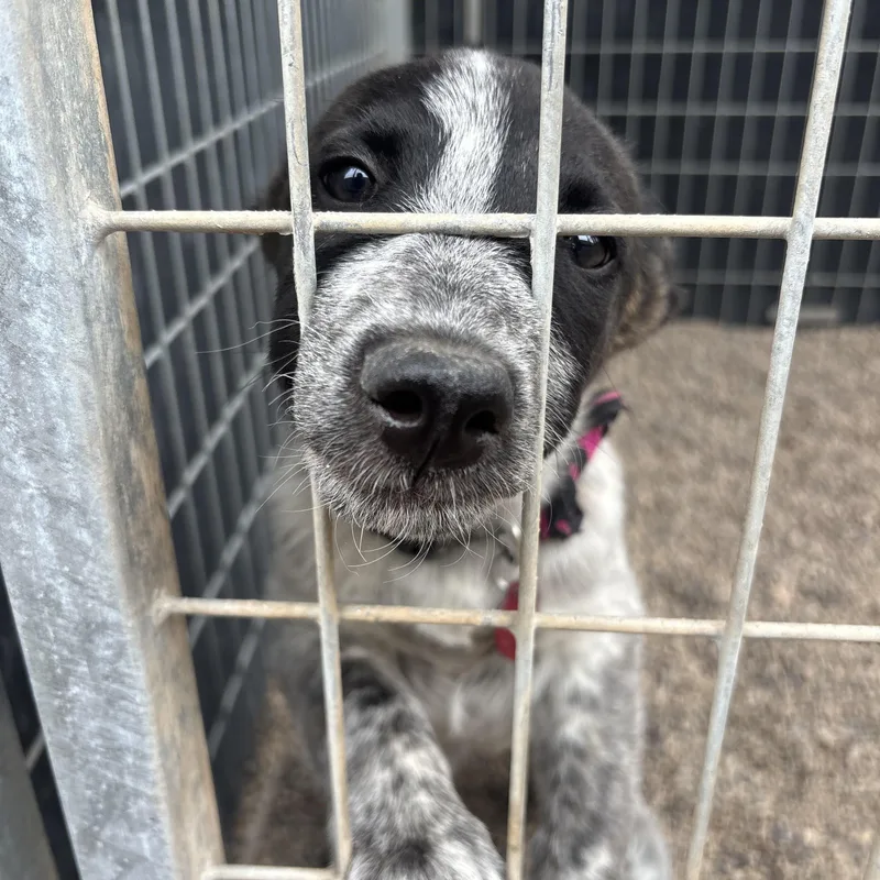 Dolly Pawton thumbnail 5