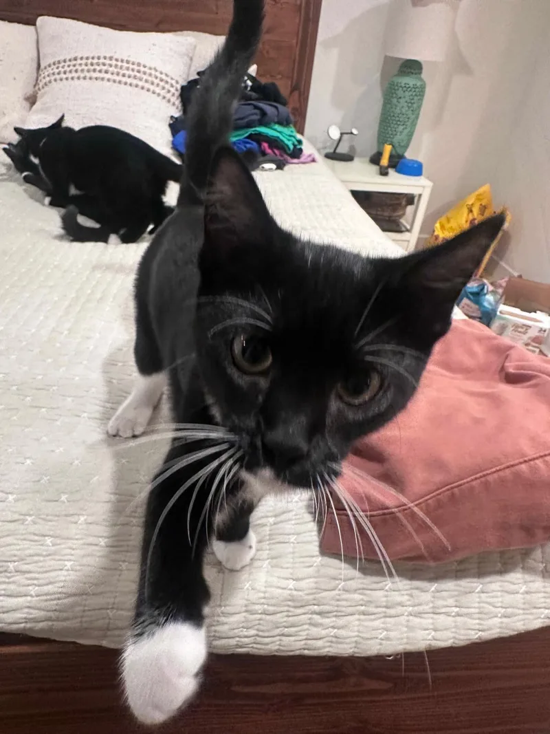 A baby small-sized female Black & White / Tuxedo Domestic Short Hair cat named Doe for adoption in Gladstone, OR