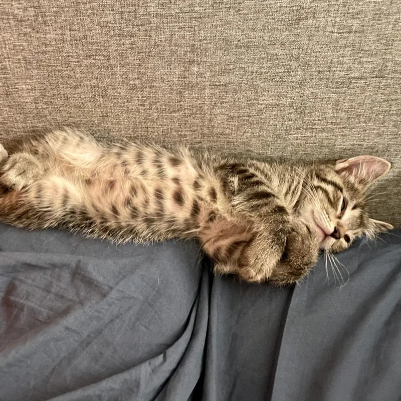 A young medium-sized male Tabby (Brown / Chocolate) Domestic Short Hair cat named Book for adoption in Evanston, IL