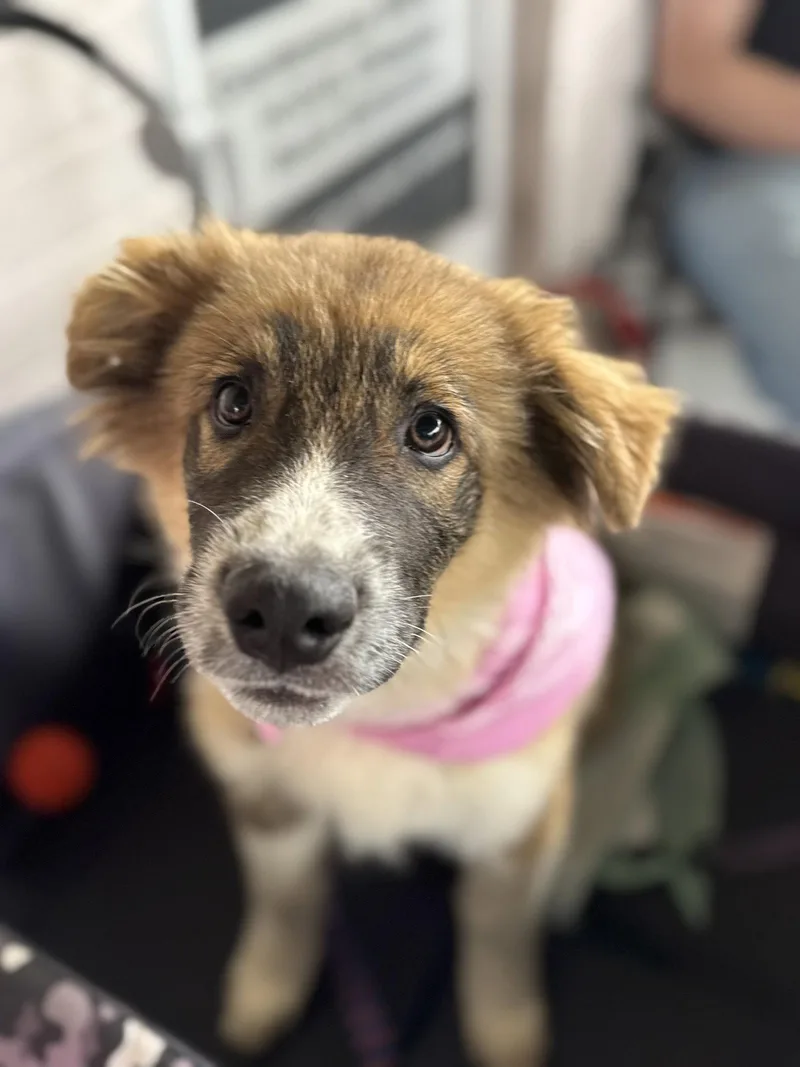 A baby large-sized male Shepherd dog named Bandit for adoption in Holly Springs, NC