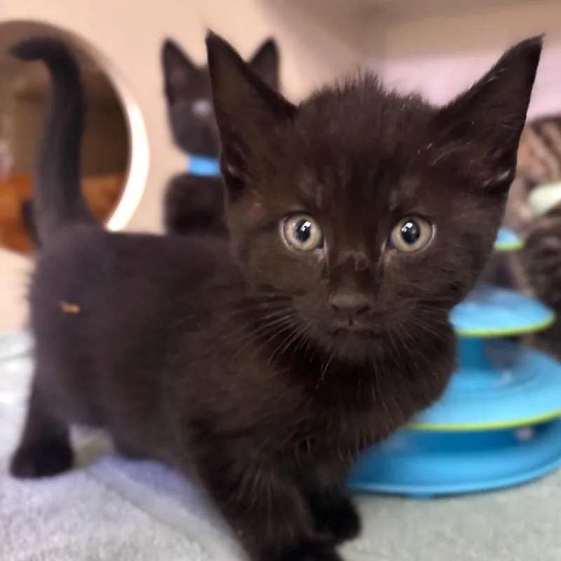 A baby small-sized female Black Domestic Short Hair cat named Vivi for adoption in Westhampton, NY
