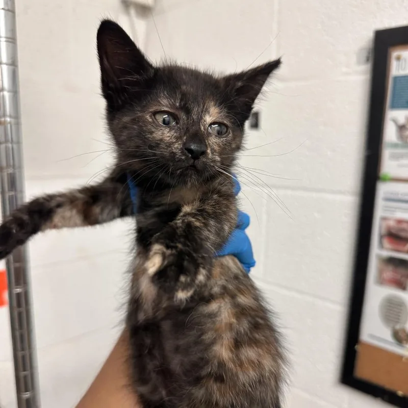 A baby small-sized female Black Domestic Short Hair cat named Tori for adoption in Edinburg, TX