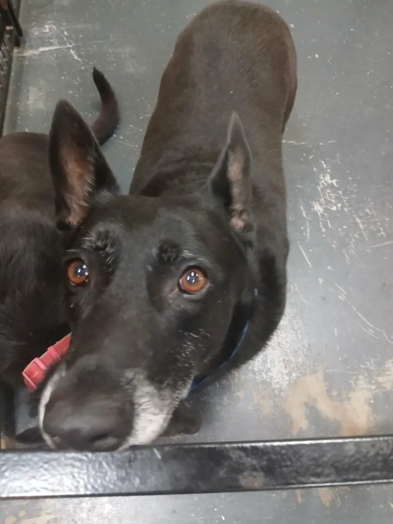 An adult medium-sized female Cardigan Welsh Corgi dog named Betty for adoption in St. Augustine, FL