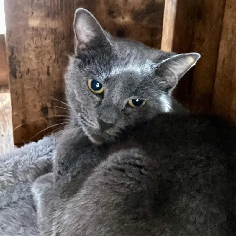 A senior medium-sized female Gray / Blue / Silver Domestic Short Hair cat named Autumn for adoption in Fairmont, WV