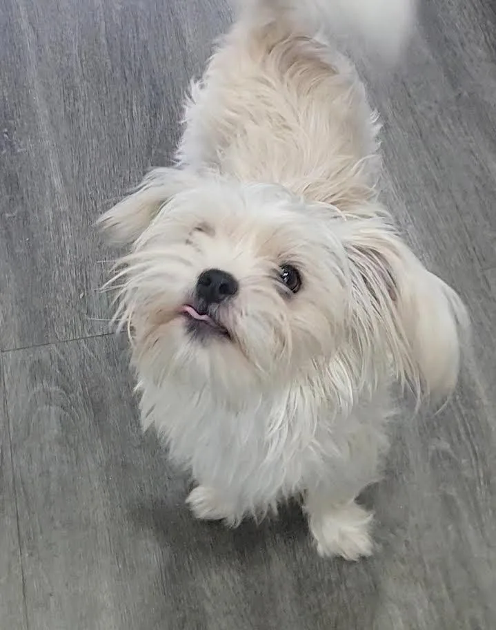 A young small-sized male White / Cream Shih Tzu dog named Bowie for adoption in CORPUS CHRISTI, TX
