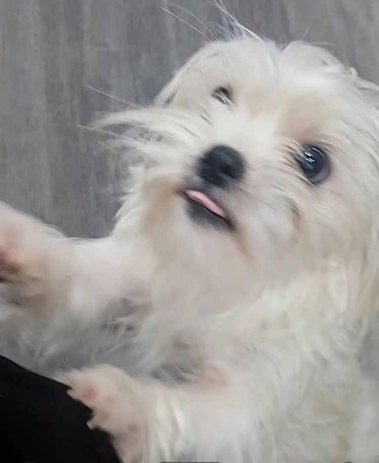 Bowie thumbnail 5