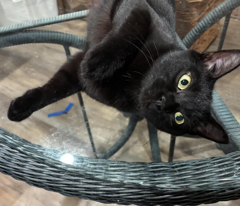 A baby medium-sized female Black Domestic Short Hair cat named Abby for adoption in Johnson City, TN