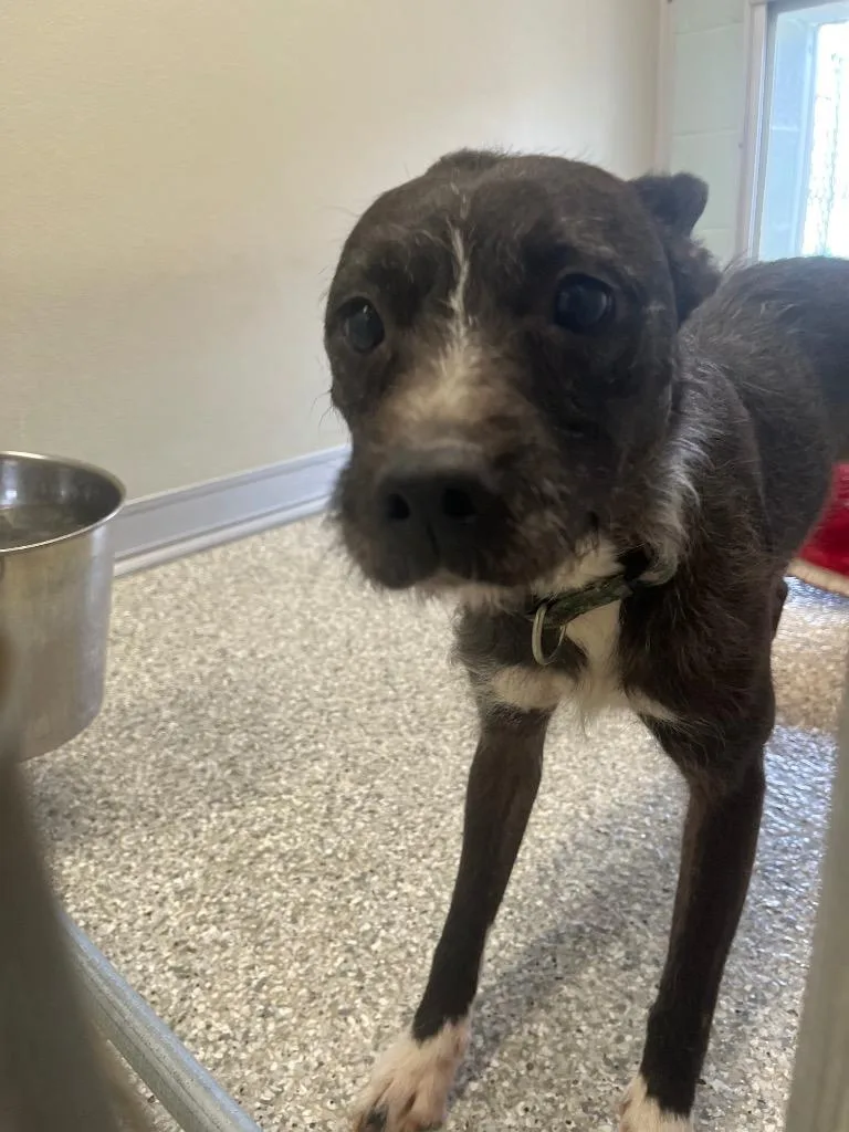 An adult medium-sized female Wirehaired Terrier dog named Little Pea for adoption in Auburn, IN