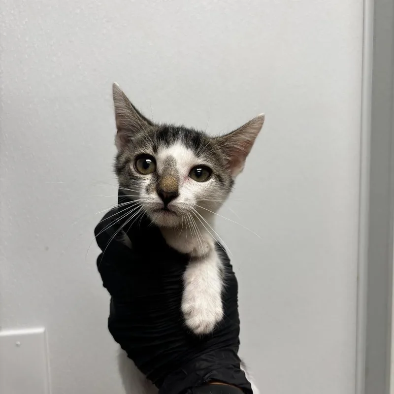 A baby small-sized male White Domestic Short Hair cat named Funny Face for adoption in Abilene, TX