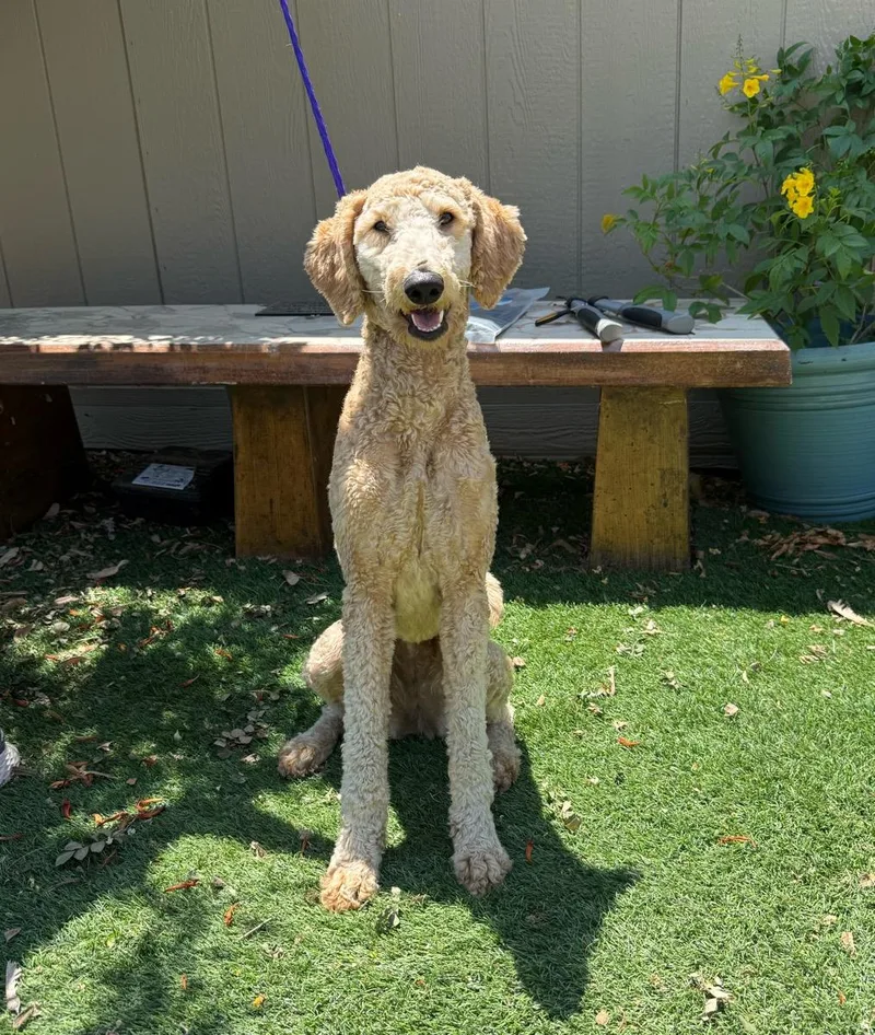 A young medium-sized female Golden Goldendoodle dog named Bailey for adoption in Temecula, CA