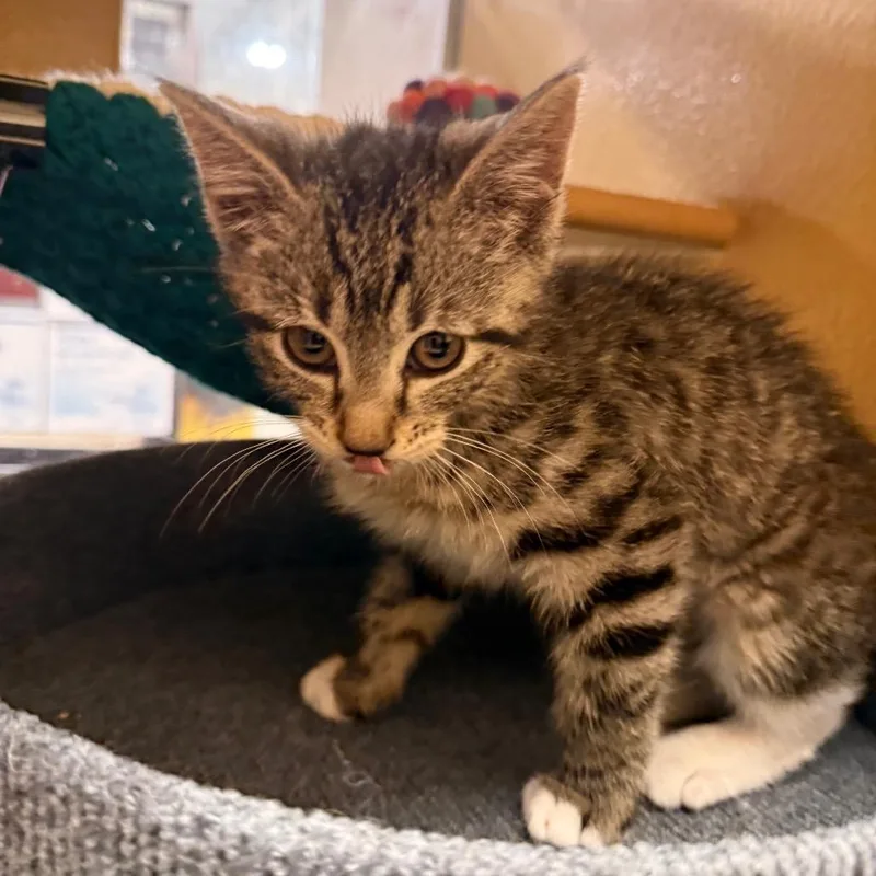 A baby small-sized female Brown / Chocolate Domestic Short Hair cat named Springtail for adoption in Kyle, TX