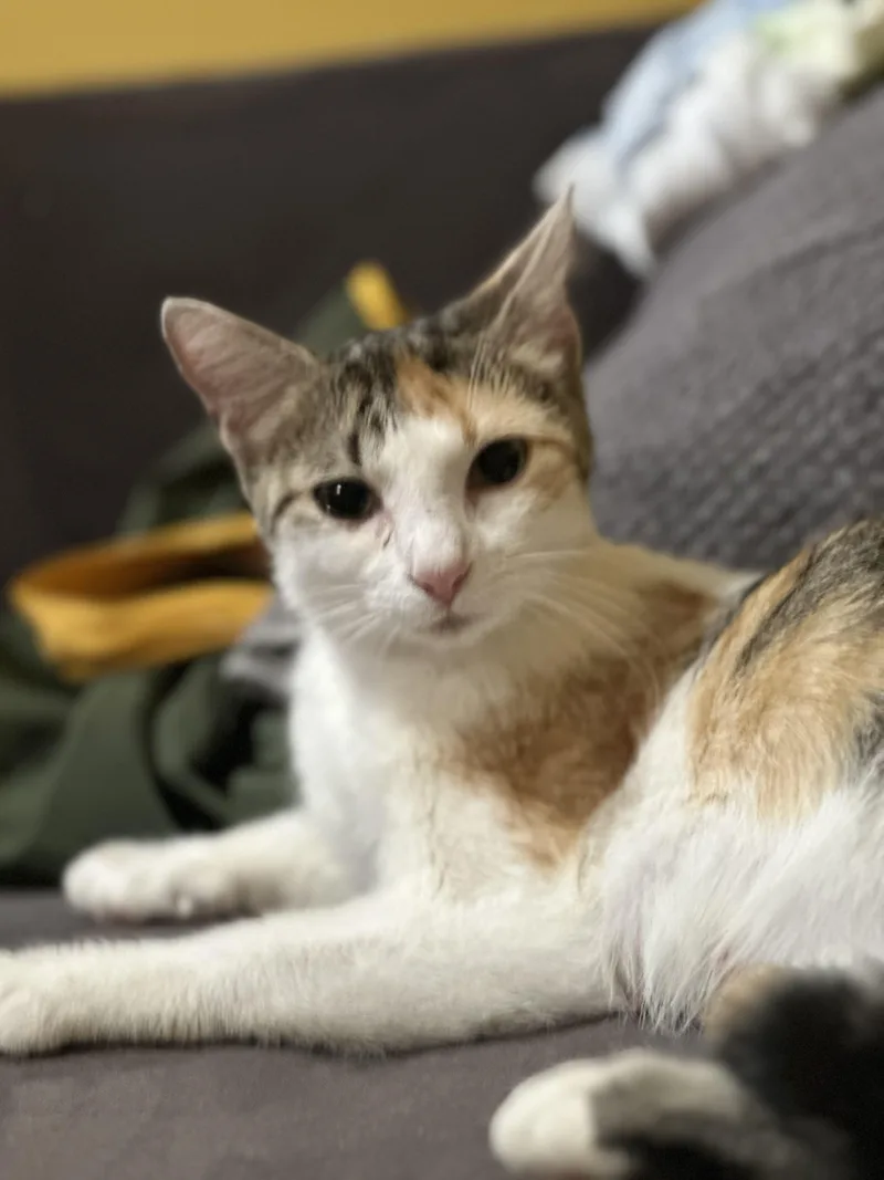 A young medium-sized female Calico Domestic Short Hair cat named Star for adoption in Pompton Lakes, NJ