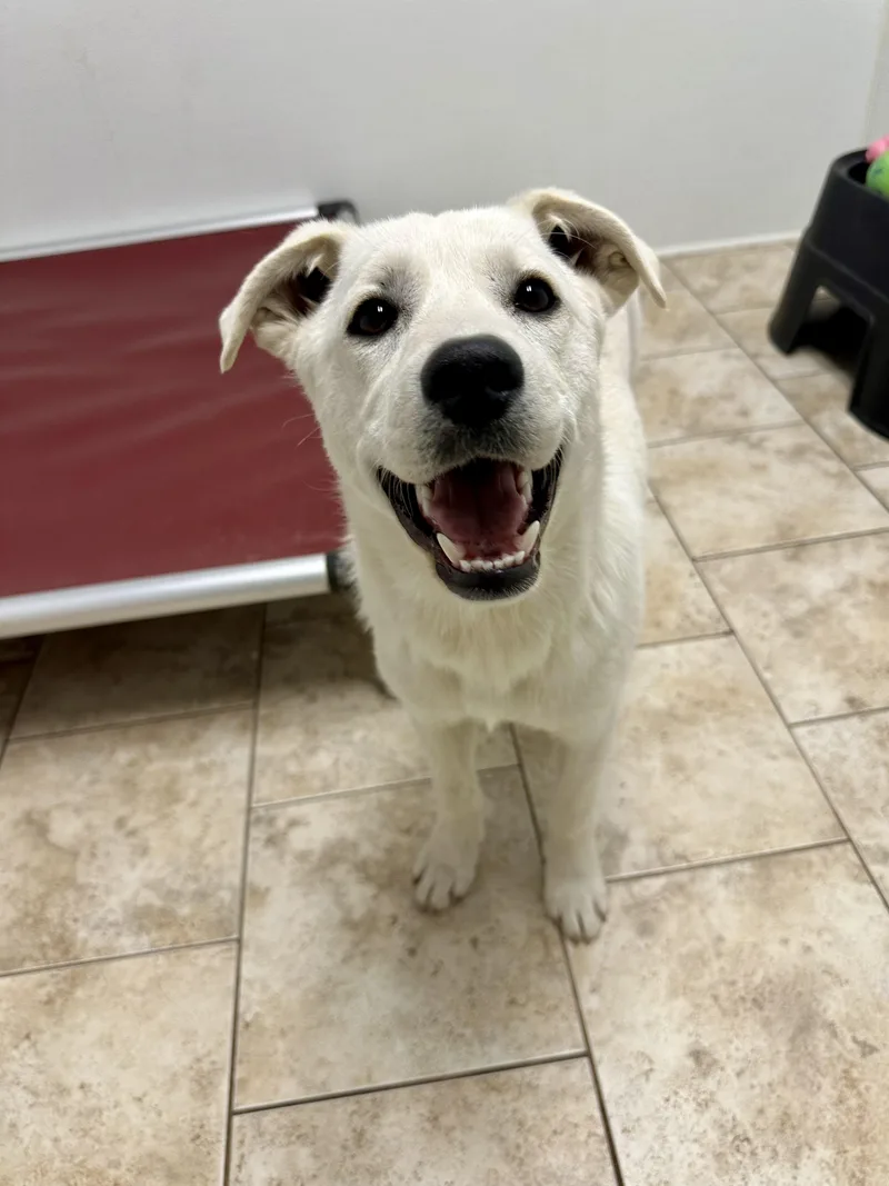 A baby medium-sized female White / Cream Labrador Retriever dog named Alyssa for adoption in Pacific, MO